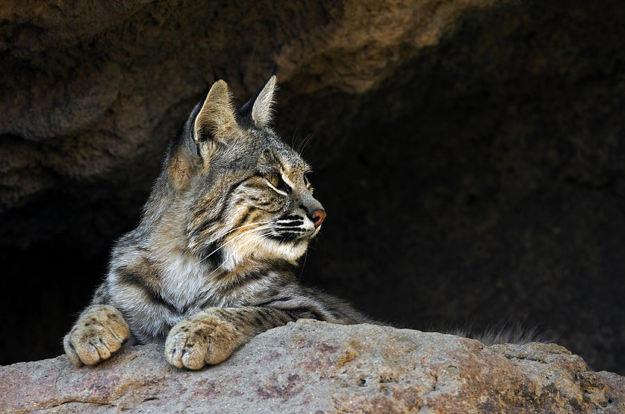 Bobcat Photograph by Arterra Picture Library