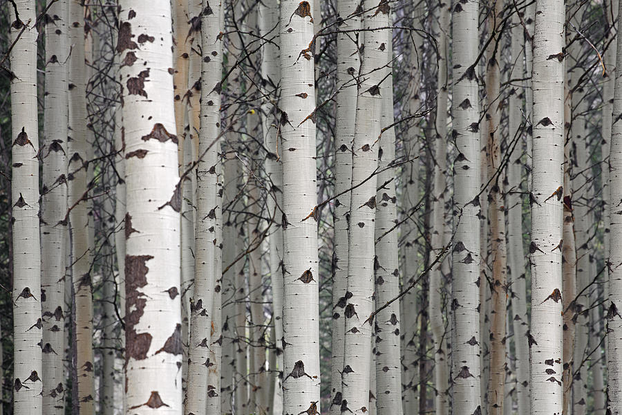 Quaking aspen trees Photograph by Arterra Picture Library