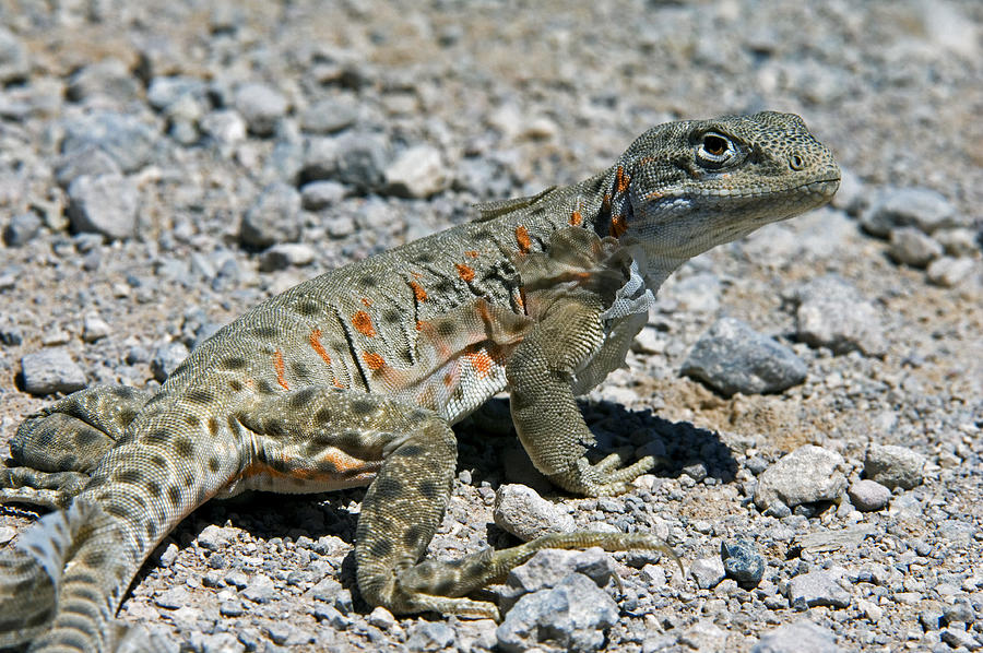 Long-Nosed Leopard Lizard Photograph by Arterra Picture Library