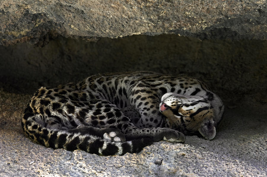 Ocelot sleeping Photograph by Arterra Picture Library
