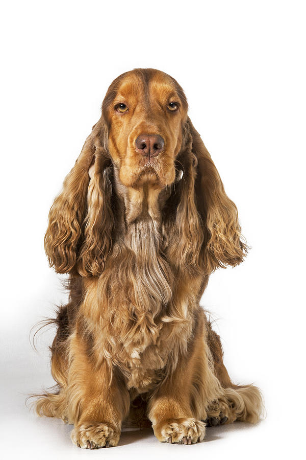English Cocker Spaniel #1 Photograph by Arterra Picture Library