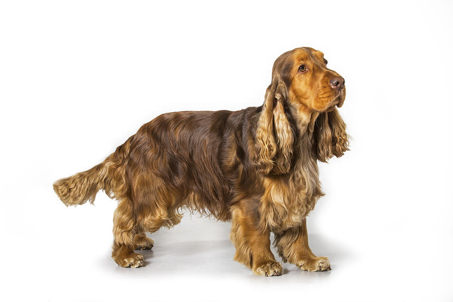 English Cocker Spaniel #2 Photograph by Arterra Picture Library