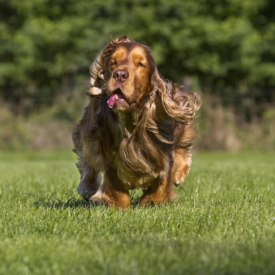 English Cocker Spaniel Running Photograph by Arterra Picture Library