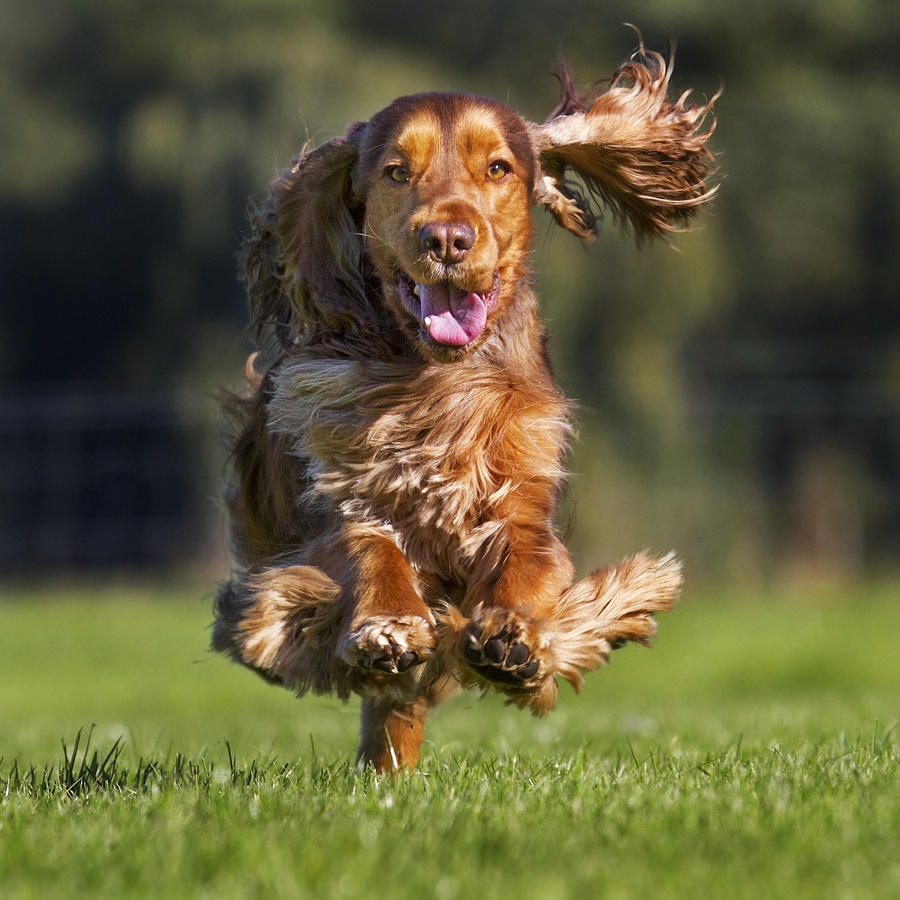 English Cocker Spaniel Photograph by Arterra Picture Library