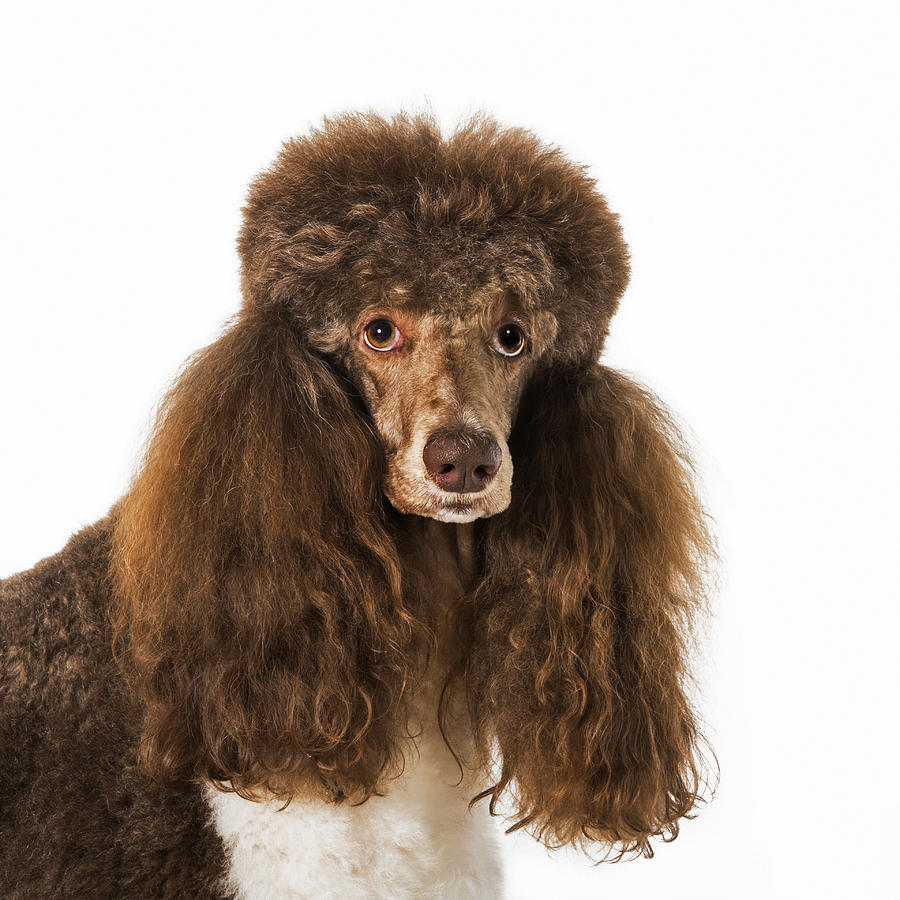 Harlequin Poodle Close Up Photograph by Arterra Picture Library