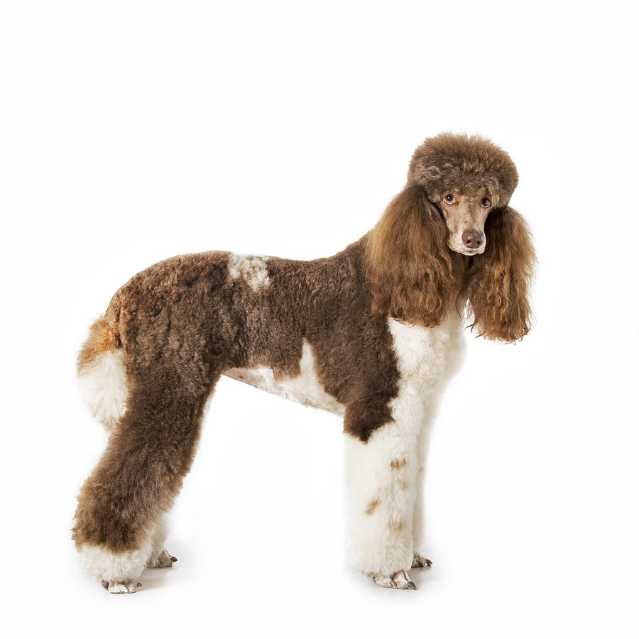 Harlequin Poodle #3 Photograph by Arterra Picture Library