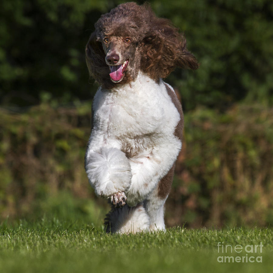 Happy Harlequin Poodle Photograph by Arterra Picture Library