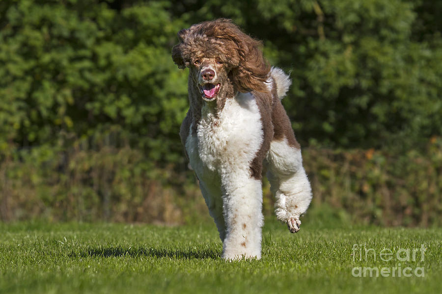 Harlequin Poodle Running Photograph by Arterra Picture Library