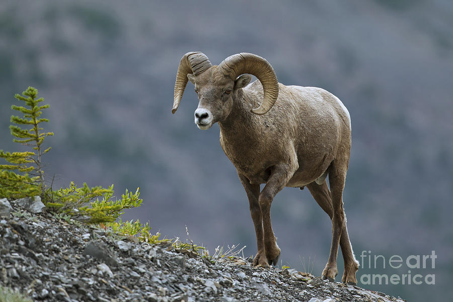 Bighorn sheep Photograph by Arterra Picture Library