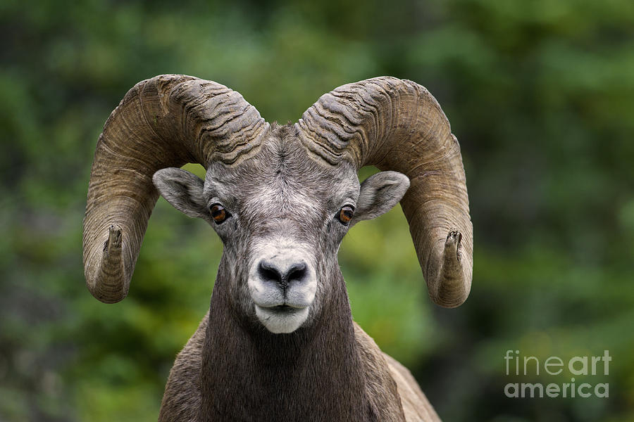 Bighorn sheep ram Photograph by Arterra Picture Library