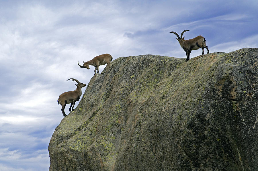 Living on the edge Photograph by Arterra Picture Library
