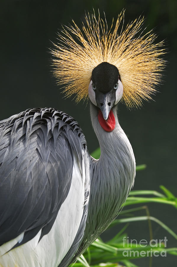 Grey crowned crane Photograph by Arterra Picture Library