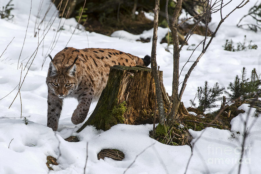 Lynx hunting in winter Photograph by Arterra Picture Library