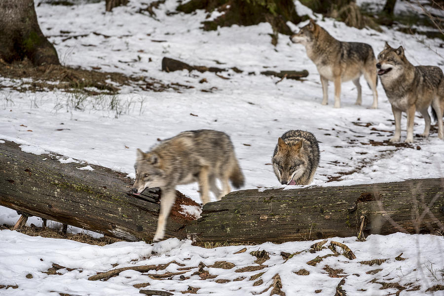 Pack of Wolves in Winter Photograph by Arterra Picture Library