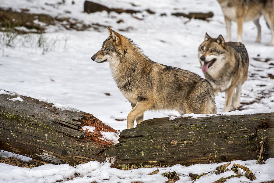 Hunting wolf pack Photograph by Arterra Picture Library