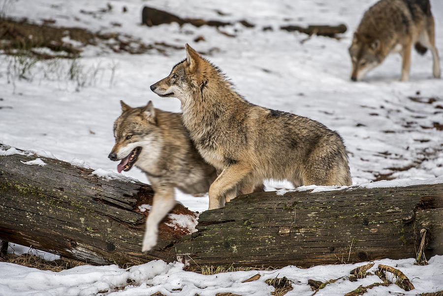 Gray Wolves in Winter Photograph by Arterra Picture Library