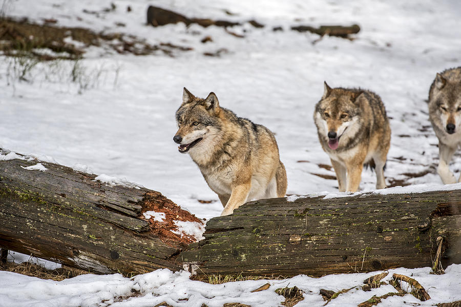 Wolf Pack Hunting In The Snow Photograph by Arterra Picture Library