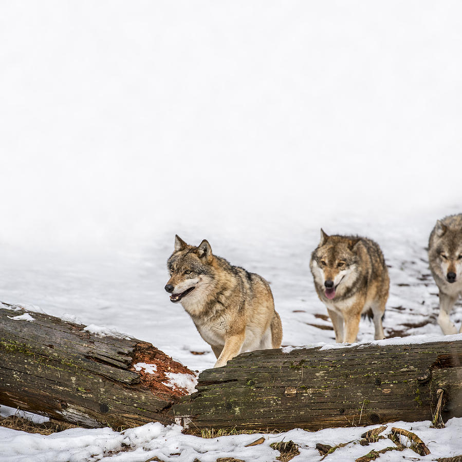 pack of wolves hunting