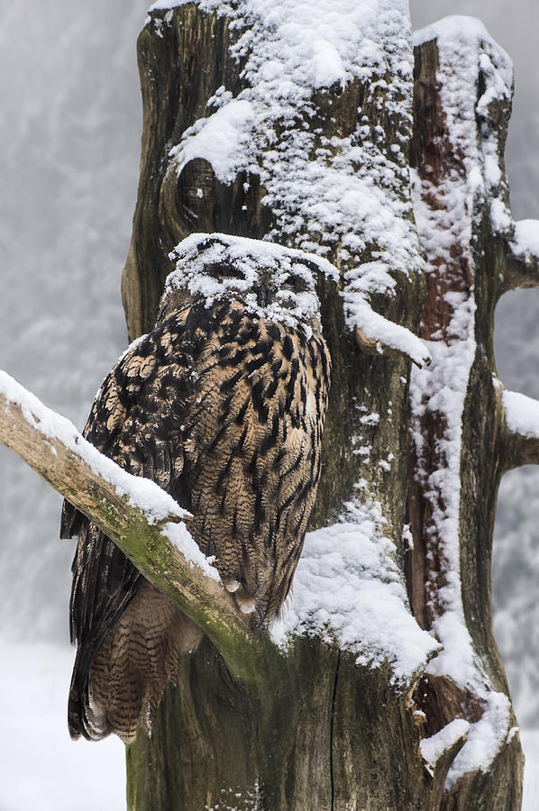 Eagle owl in winter Photograph by Arterra Picture Library