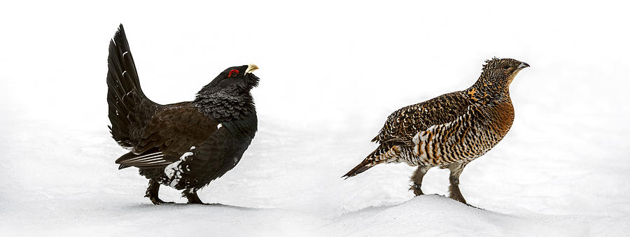 Capercaillie couple in winter Photograph by Arterra Picture Library