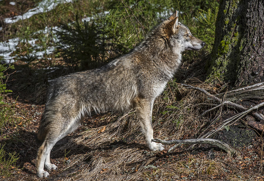 Solitary Gray Wolf Photograph by Arterra Picture Library