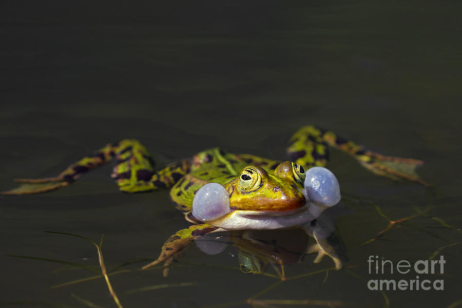Croaking frog Photograph by Arterra Picture Library