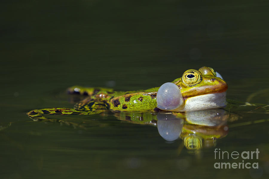 Green frog Photograph by Arterra Picture Library