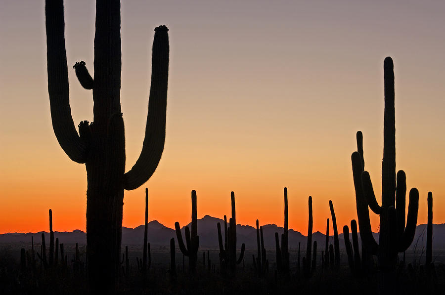 Sonoran desert at sunset Photograph by Arterra Picture Library