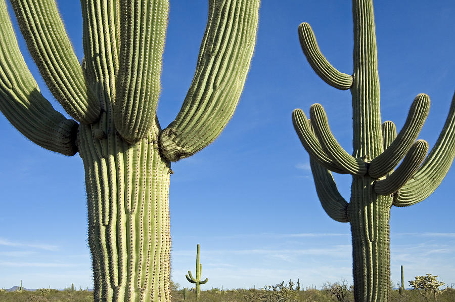 Saguaro cacti Photograph by Arterra Picture Library