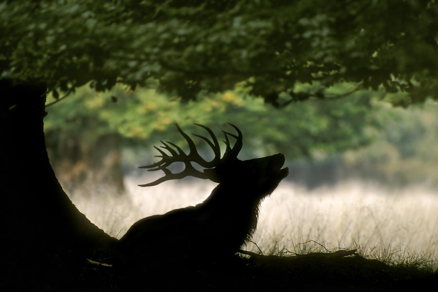 Red deer stag bellowing under oak tree Photograph by Arterra Picture Library
