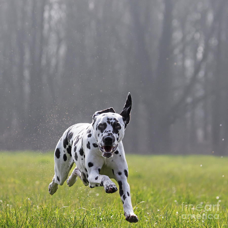 Running Dalmatian Photograph by Arterra Picture Library