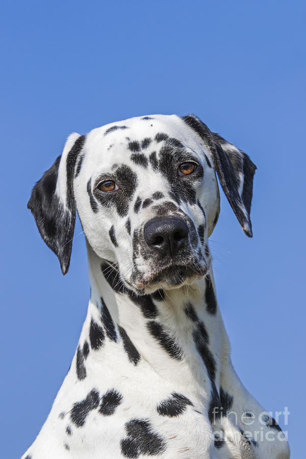 Dalmatian Photograph by Arterra Picture Library