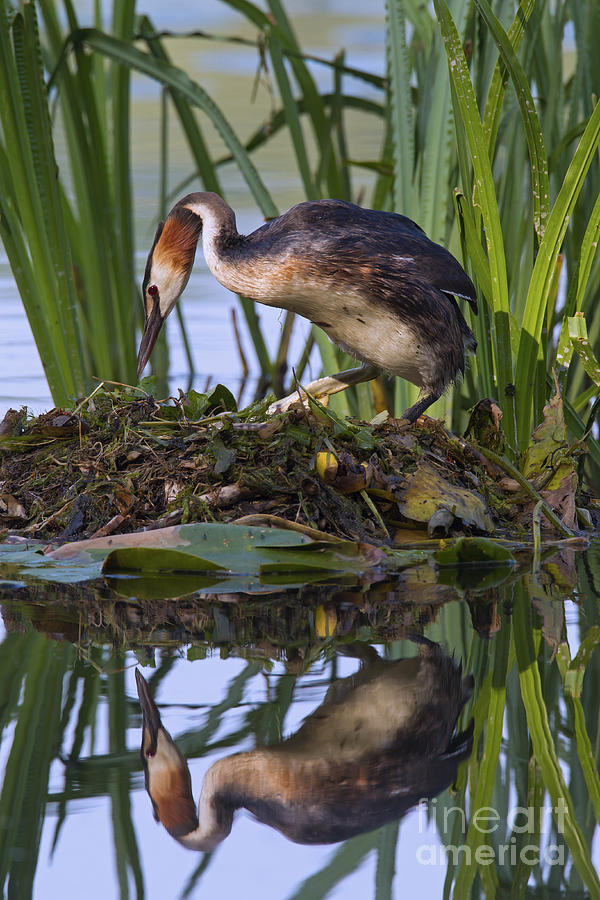 Great crested grebe nesting Photograph by Arterra Picture Library