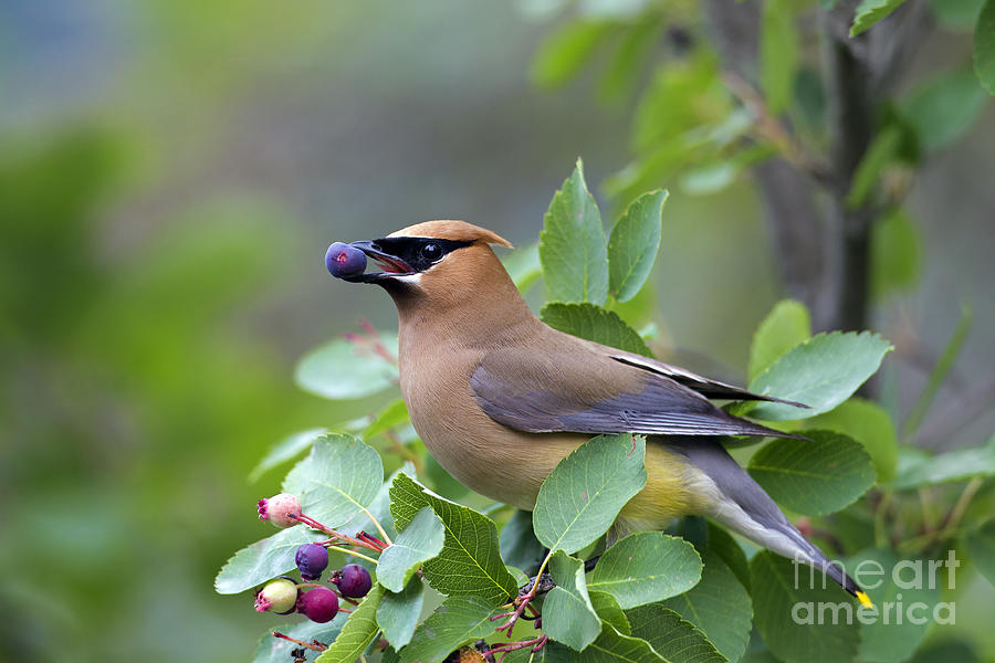 Cedar waxwing Photograph by Arterra Picture Library
