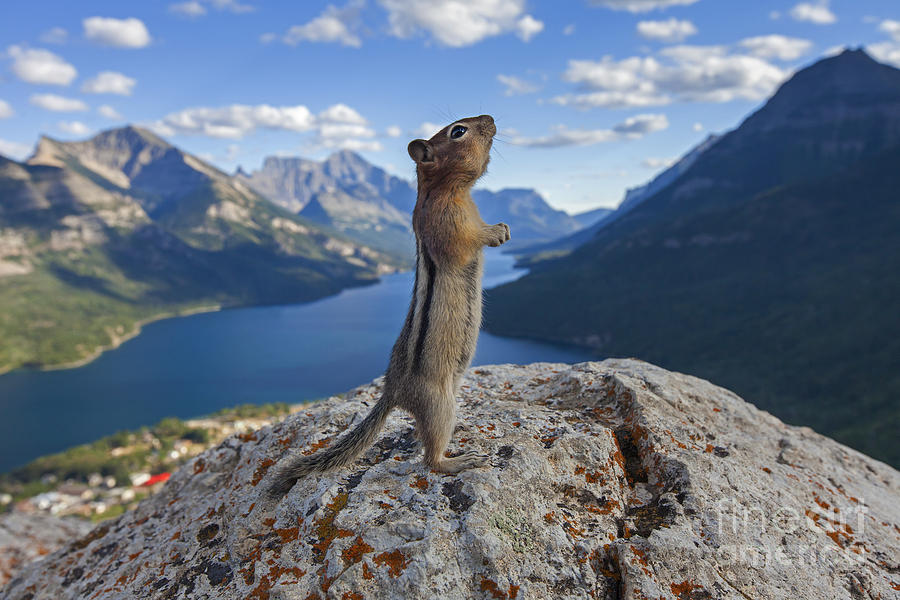 Ground squirrel, Canadian Rockies Photograph by Arterra Picture Library