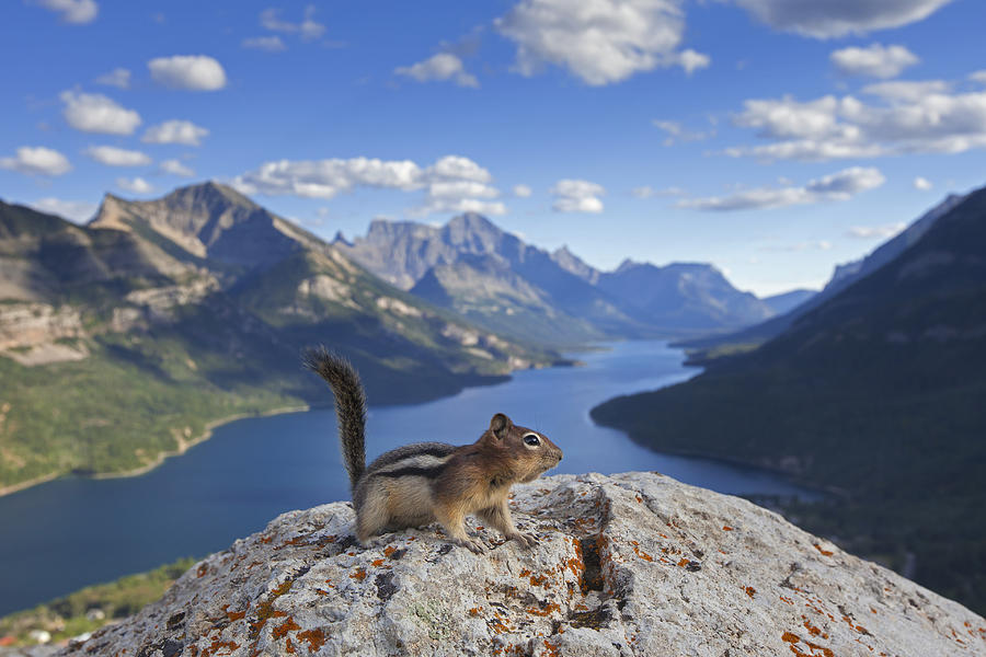 Golden-mantled ground squirrel in the Rockies Photograph by Arterra Picture Library