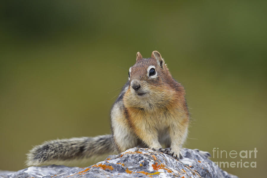 Golden-mantled ground squirrel  Photograph by Arterra Picture Library