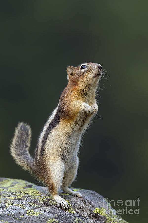 Golden-Mantled Ground Squirrel  #2 Photograph by Arterra Picture Library