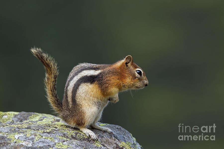 Golden-mantled ground squirrel #1 Photograph by Arterra Picture Library
