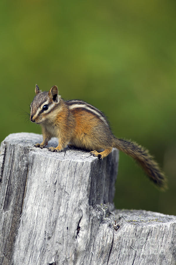 Least chipmunk Photograph by Arterra Picture Library