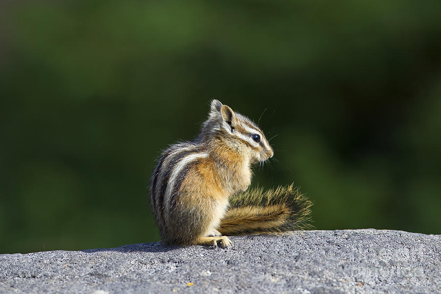 Least Chipmunk #1 Photograph by Arterra Picture Library