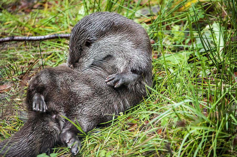 European River Otter Photograph by Arterra Picture Library