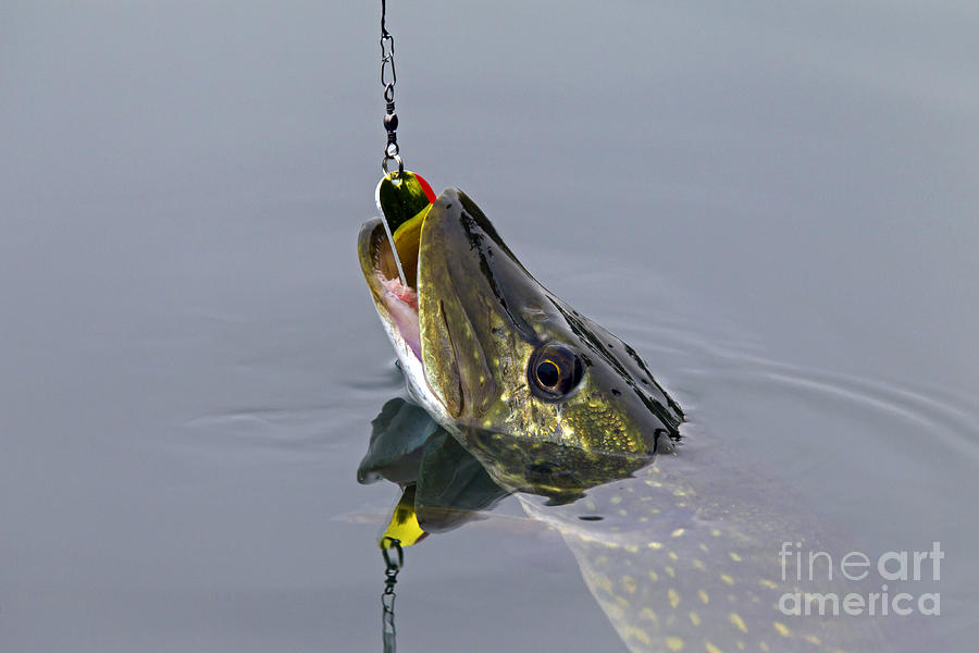 Hooked Northern Pike Photograph by Arterra Picture Library