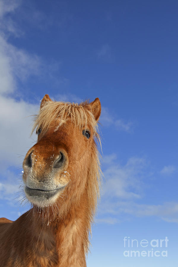 Horse, Iceland Photograph by Arterra Picture Library