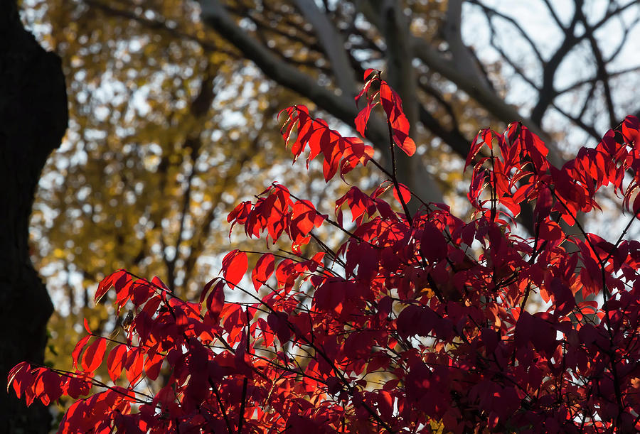 Fall Foliage #161 Photograph by Robert Ullmann