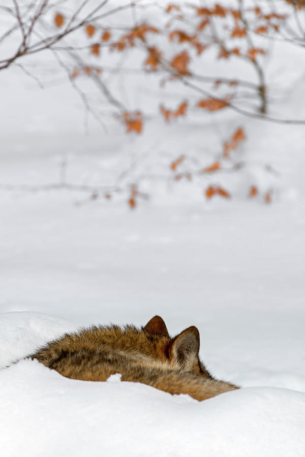 Sleeping Wolf Photograph by Arterra Picture Library