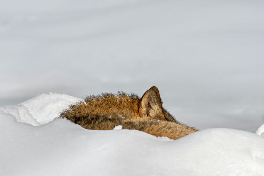 Sleeping Wolf in the Snow Photograph by Arterra Picture Library