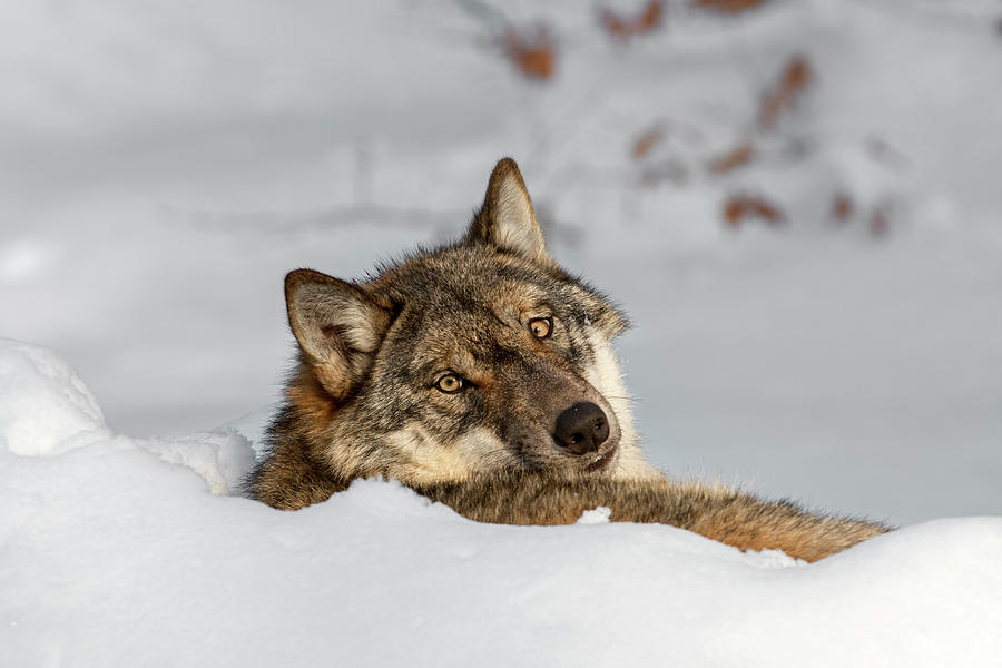 Solitary Wolf in Snow Photograph by Arterra Picture Library