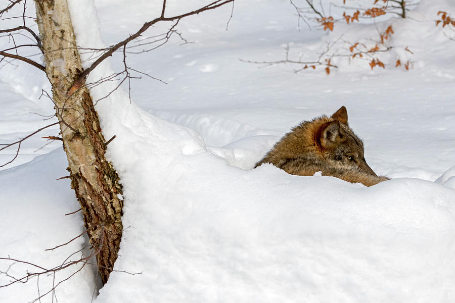 Wolf in Winter Photograph by Arterra Picture Library