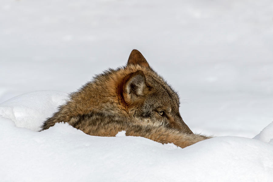Lonely Wolf in Winter Photograph by Arterra Picture Library